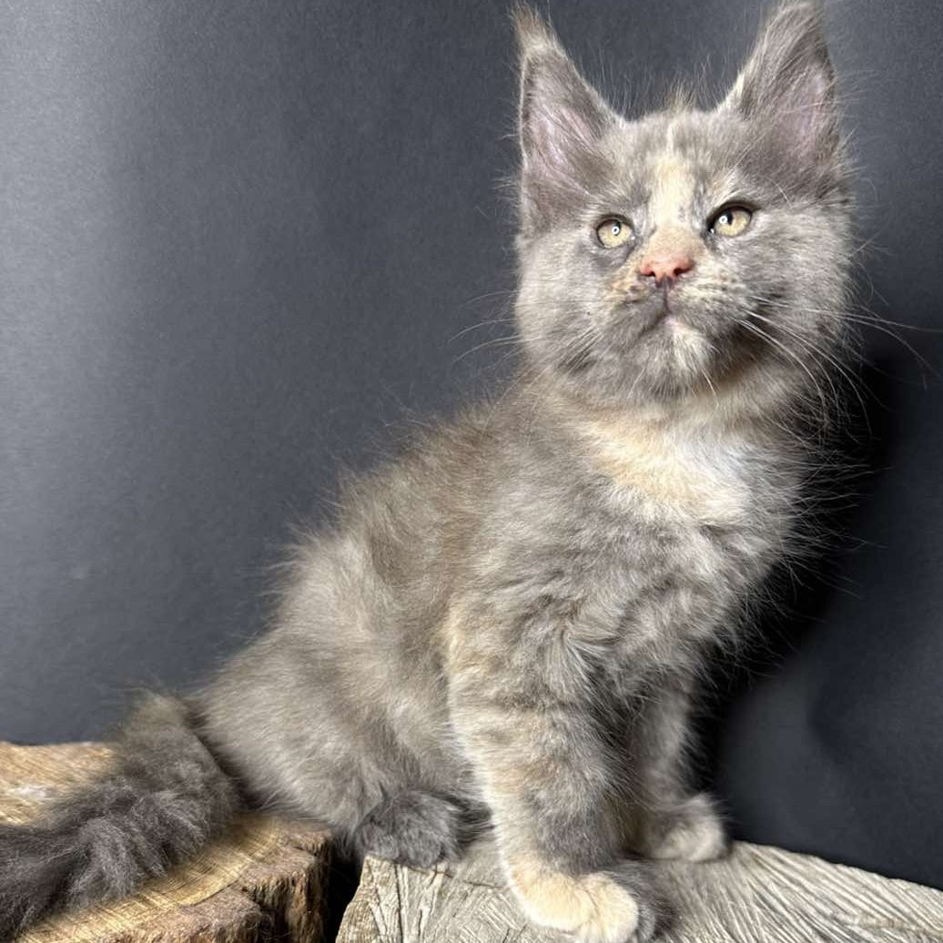 Petunia Maine Coon female, blue tortie with white
