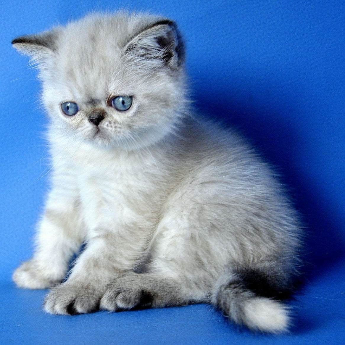 Polly Exotic female, blue tortie pointed