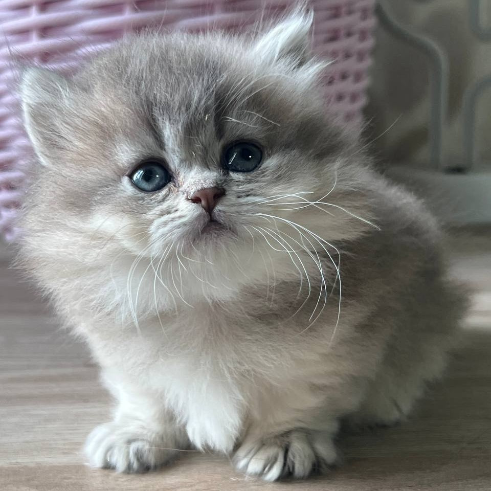 Patrisia Munchkin female, blue golden shaded