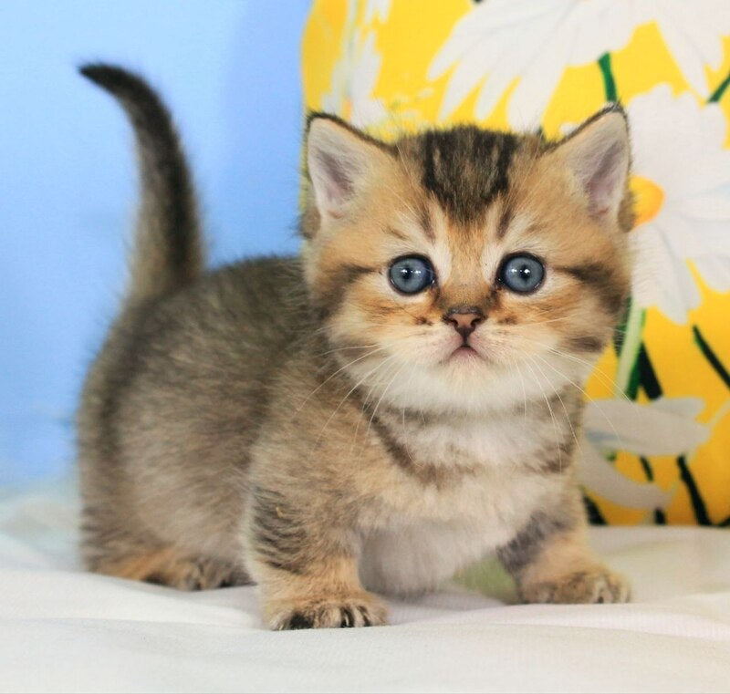 Tiffany Munchkin female, black ticked tabby
