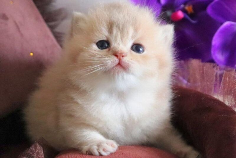 SunRey British Shorthair male lilac golden shaded - live animals