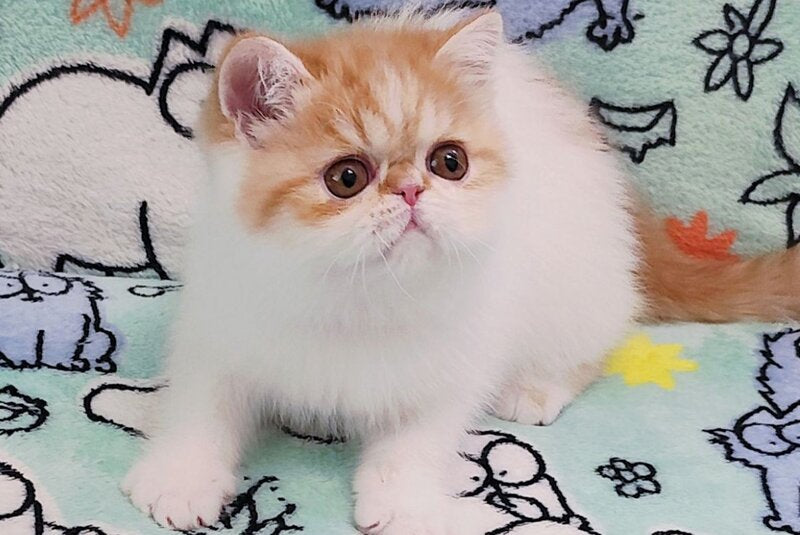 Bourbon Exotic male red spotted tabby harlequin - live animals