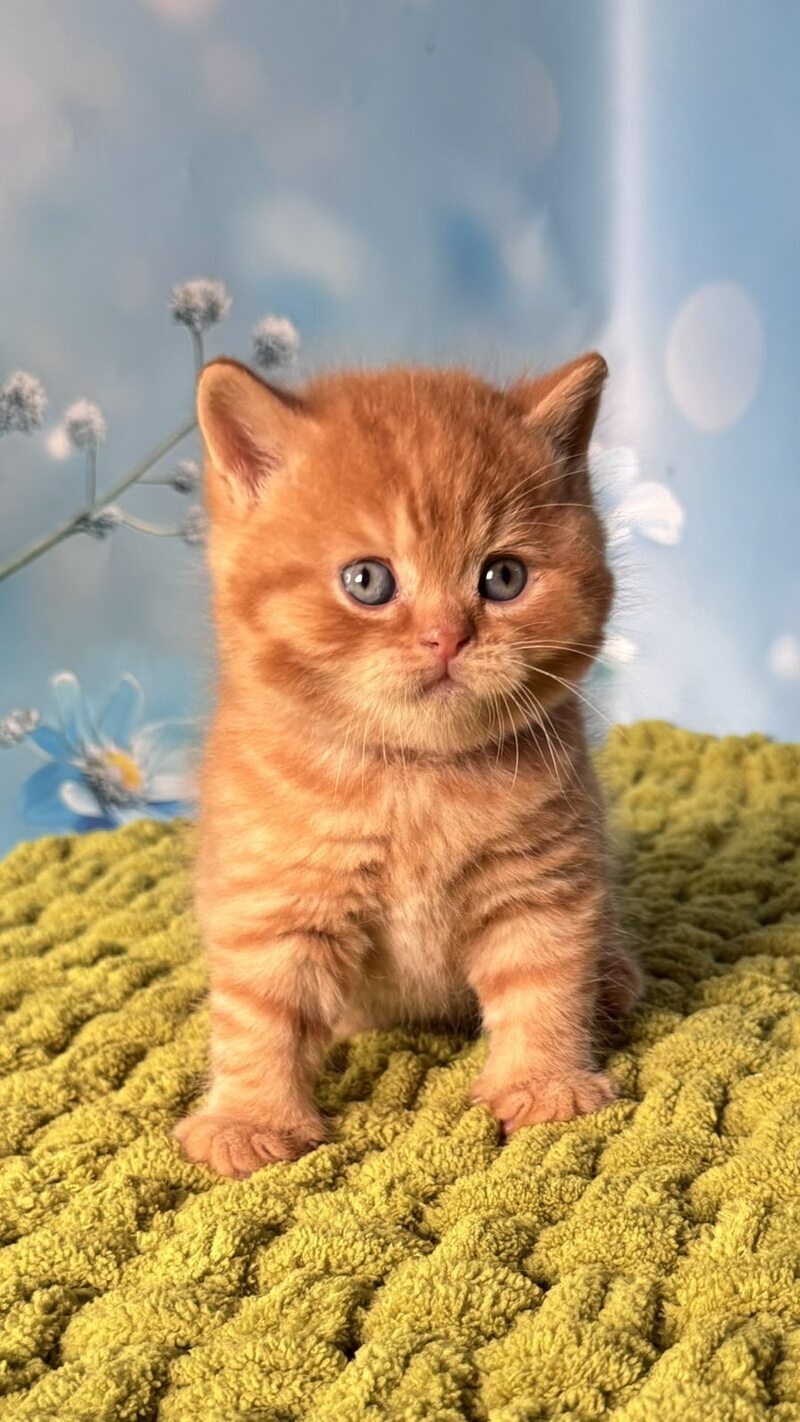 George British Shorthair male red - live animals