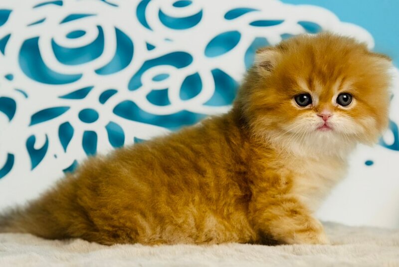 Umi Scottish Straight male cinnamon golden chinchilla - live animals
