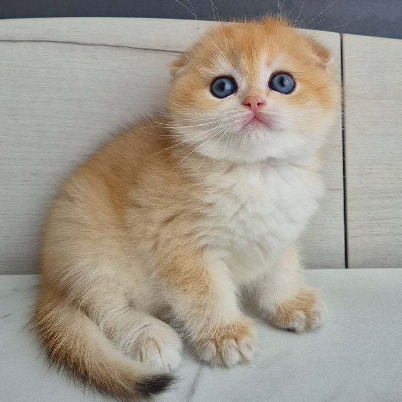 Ballu Scottish Fold male, black golden chinchilla