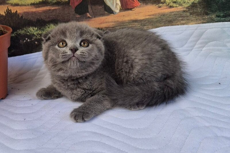 Elya Scottish Fold female, blue
