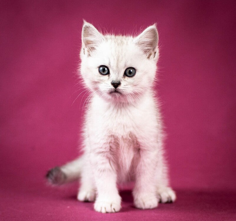 Calvin Scottish Straight male black silver shaded - live animals