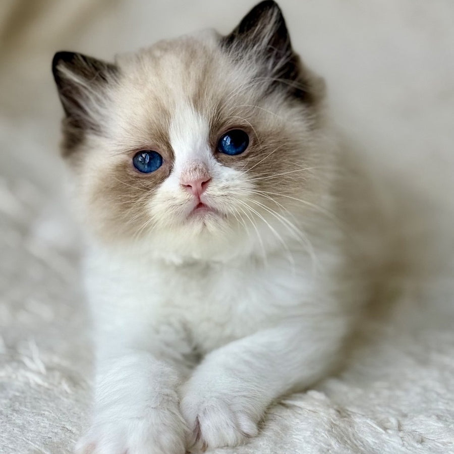 Yuka Ragdoll female, black bicolour