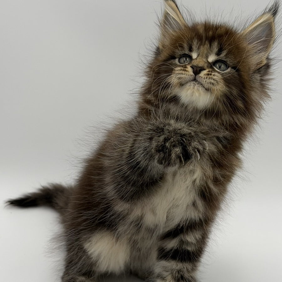 Zeus Maine Coon male, black tabby