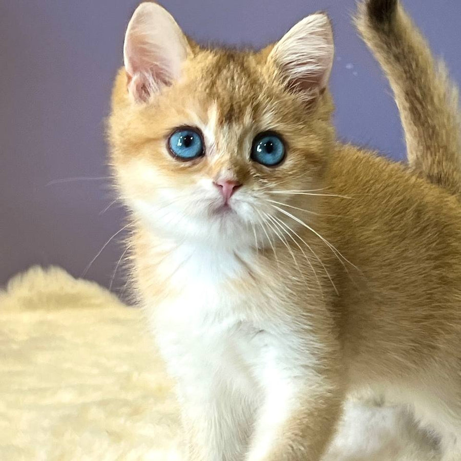 Irvin British Shorthair male, black golden shaded