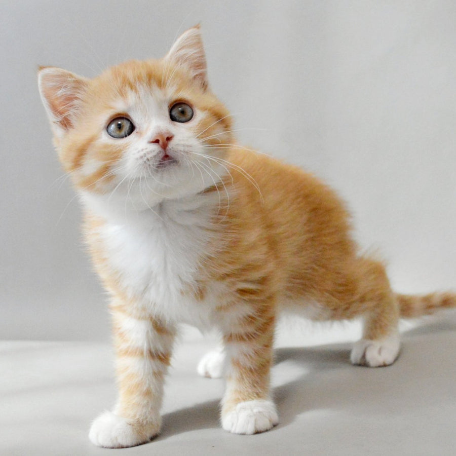 Wilma Scottish Straight female, red spotted tabby bicolour