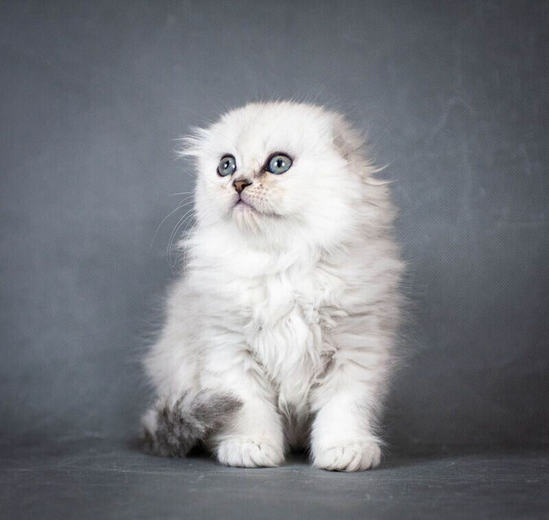 Catrina Scottish Fold female black silver shaded - live animals