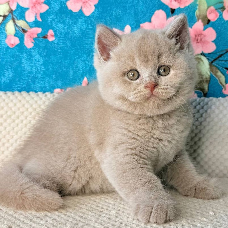 Gabby British Shorthair male, fawn