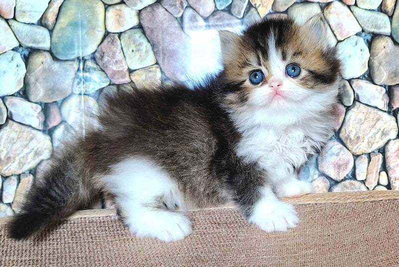 Roki Scottish Straight male black ticked tabby bicolour - live animals