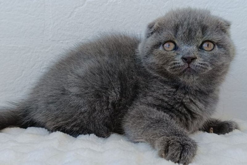 Tiana Scottish Fold female, blue