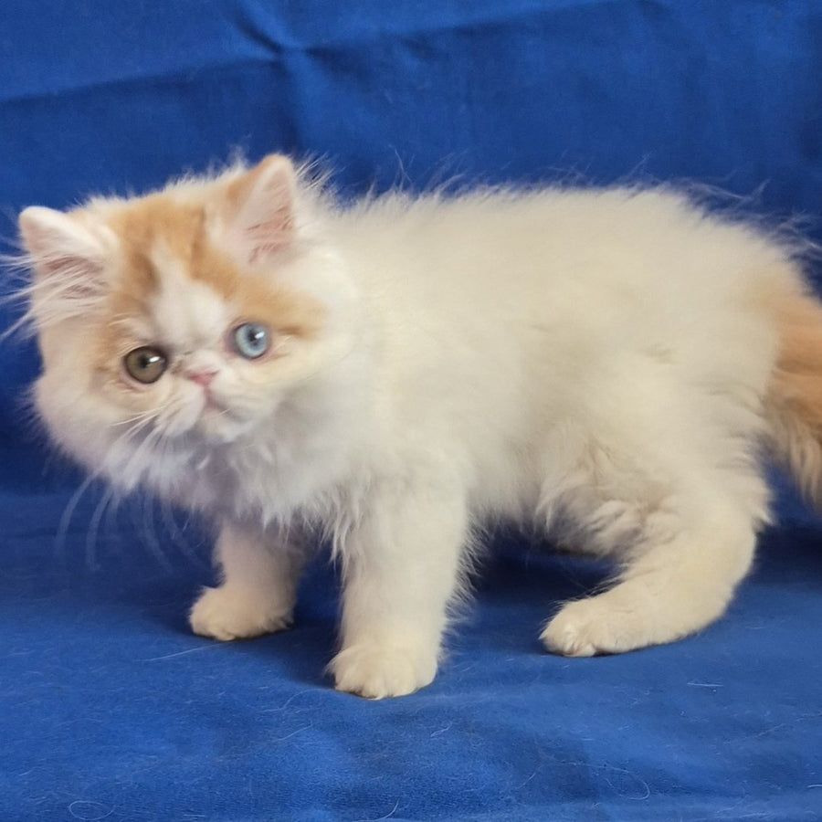 Zelda Persian female, red spotted tabby van