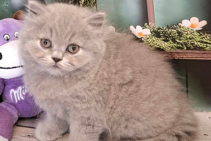 Opal British Longhair male, blue