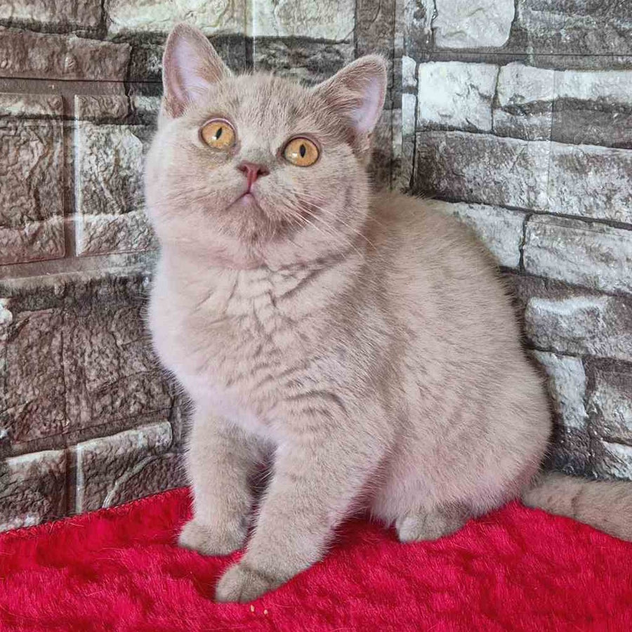 Deizy British Shorthair female, lilac