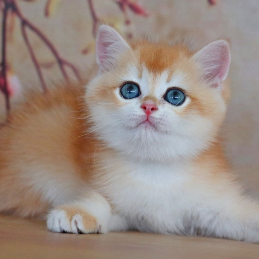 Yvonne British Shorthair female, black golden shaded