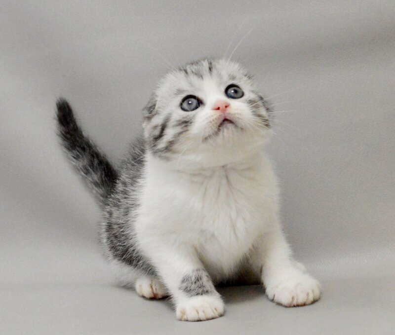 Vatson Scottish Fold male black silver spotted tabby bicolour - live animals
