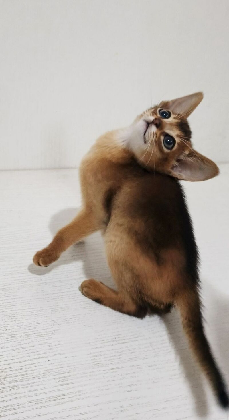 Franklin Abyssinian male, ruddy