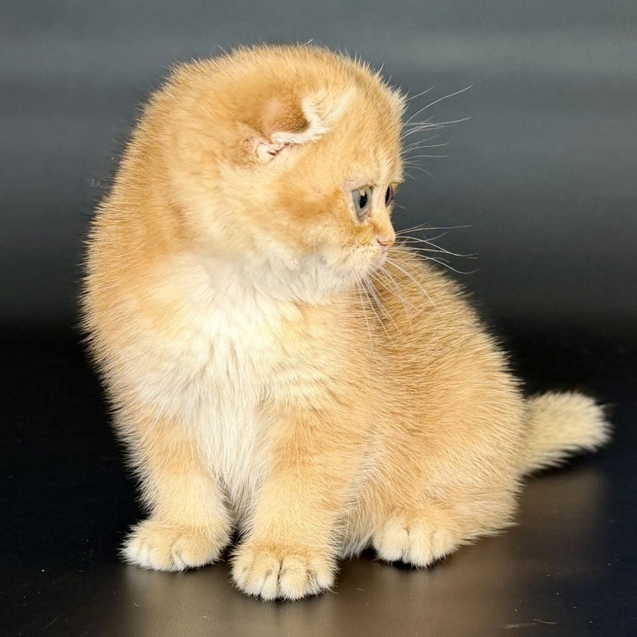 Ulani Scottish Fold female, black golden chinchilla