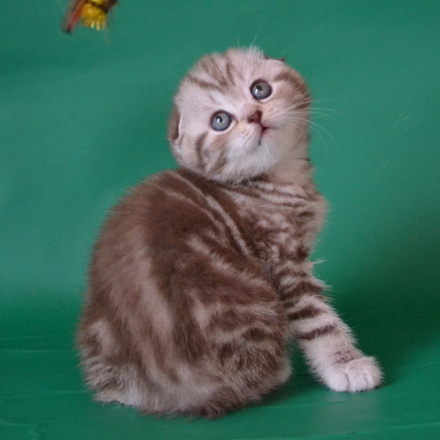 Prima Scottish Fold female, chocolate silver tabby