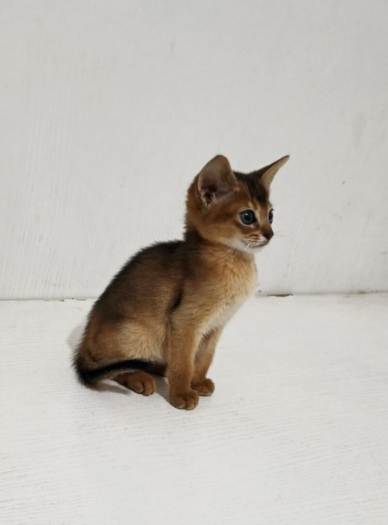 Franklin Abyssinian male, ruddy