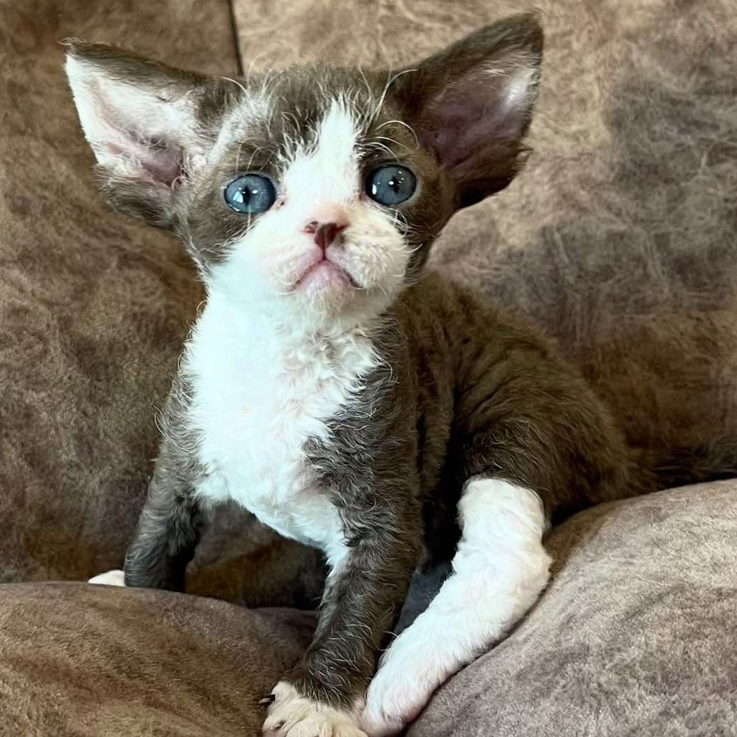 Valeria Devon Rex female, red bicolour