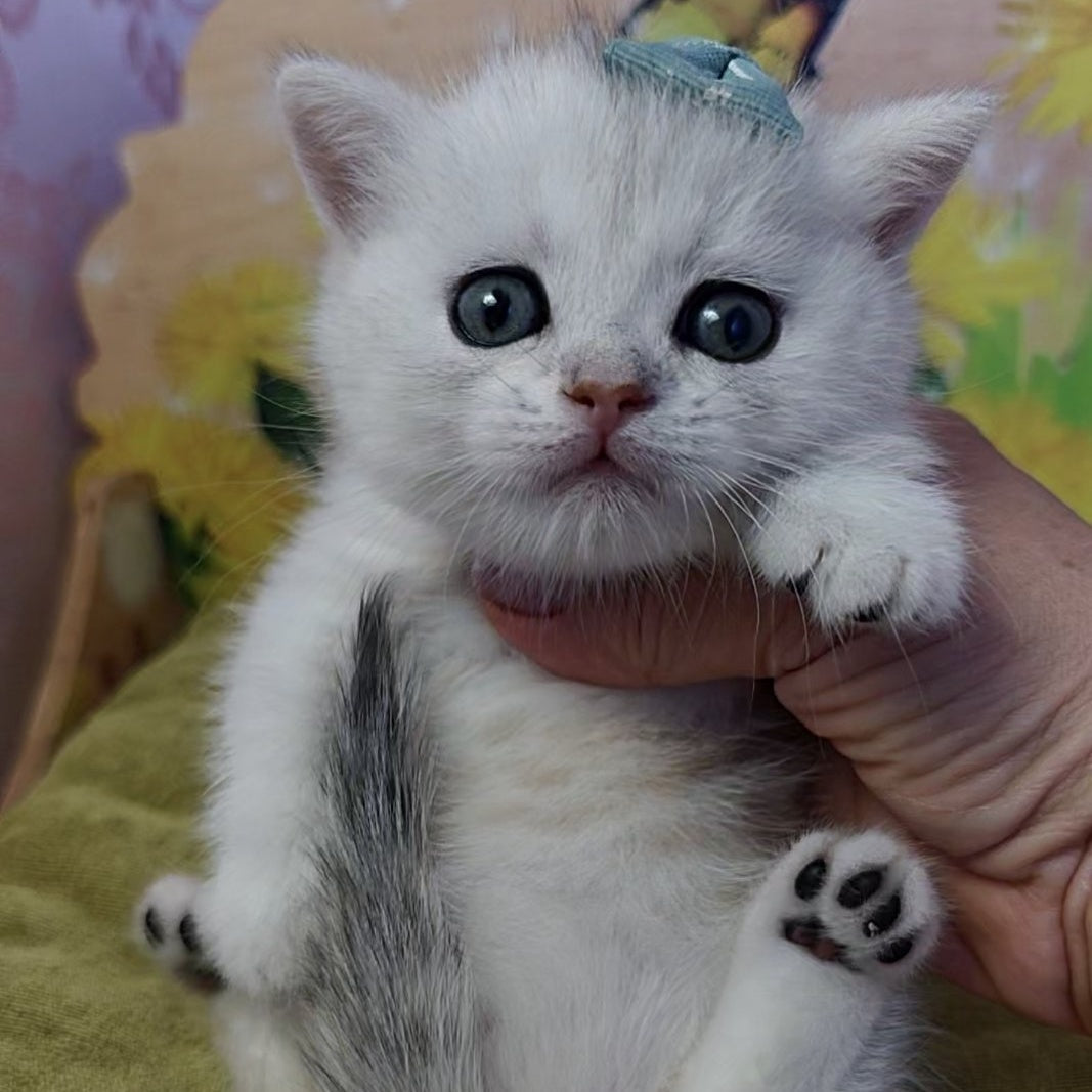 Ariel Munchkin female, black silver spotted tabby