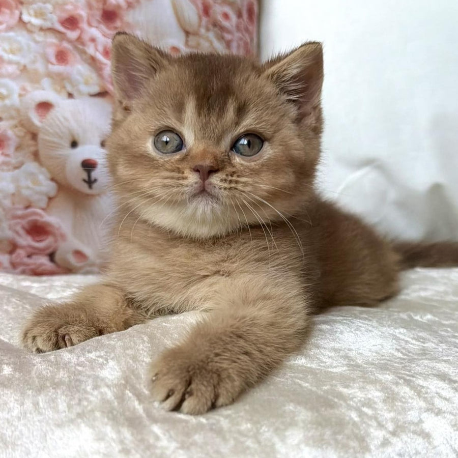 Molly British Shorthair female, cinnamon ticked tabby