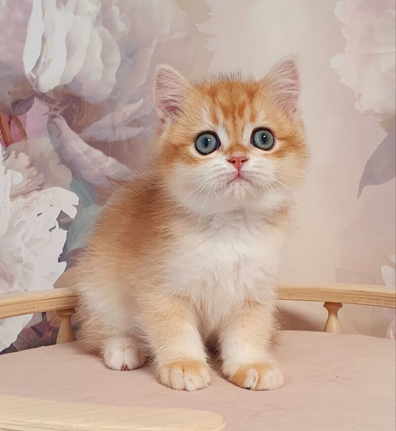 Villi British Shorthair male, black golden chinchilla