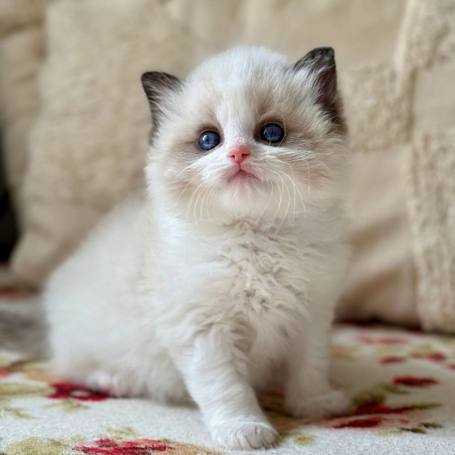 Miller Ragdoll male, black bicolour