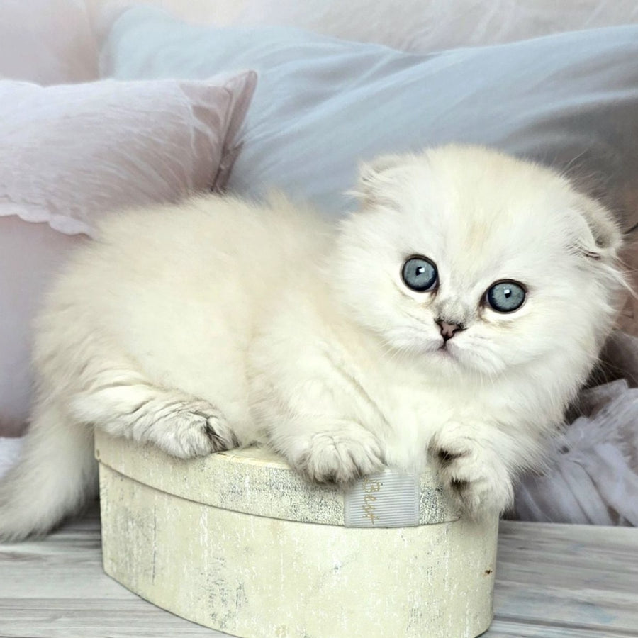 Sapphire Munchkin female, black silver shaded pointed