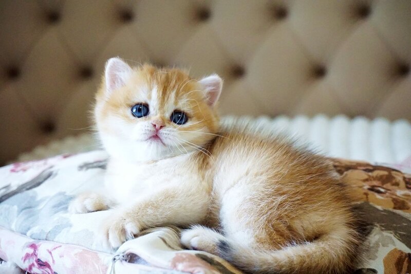 Iris British Shorthair female, black golden chinchilla