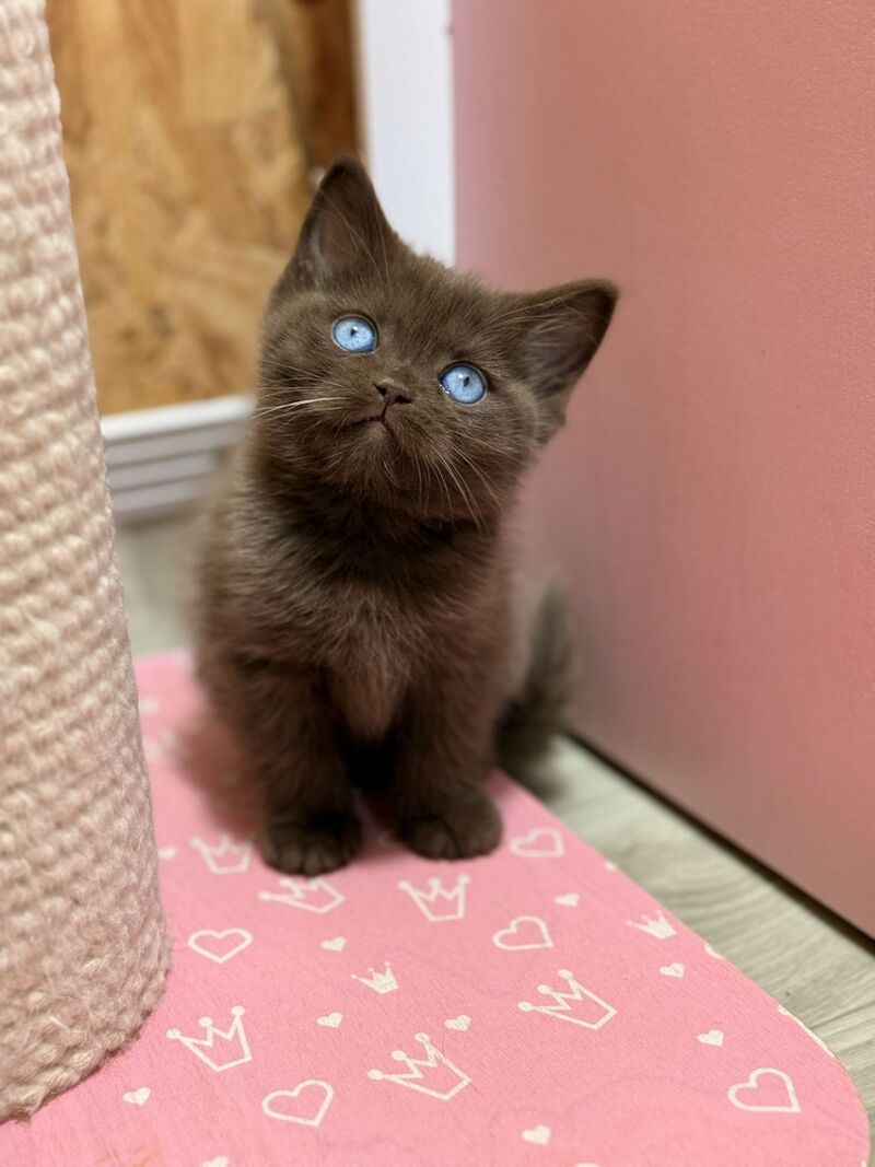 Jasmine British Shorthair female, chocolate