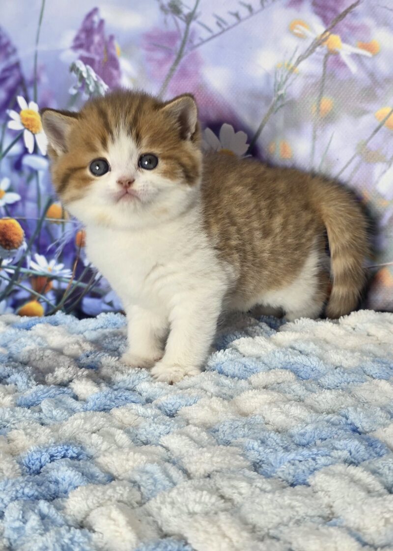 Kenny Scottish Straight male cinnamon spotted tabby bicolour - live animals