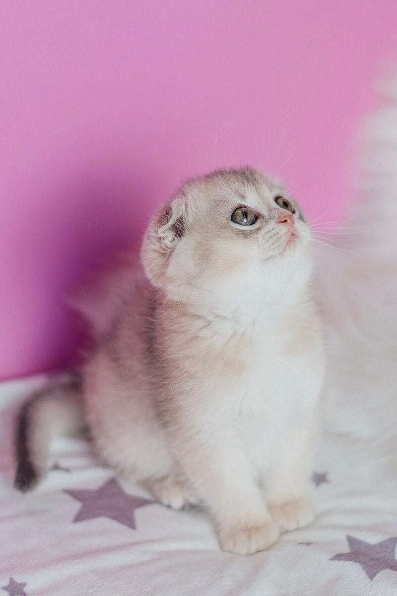 Fanny Scottish Fold female blue golden shaded - live animals