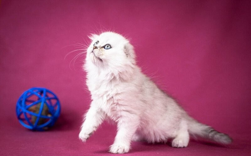 Catrina Scottish Fold female black silver shaded - live animals
