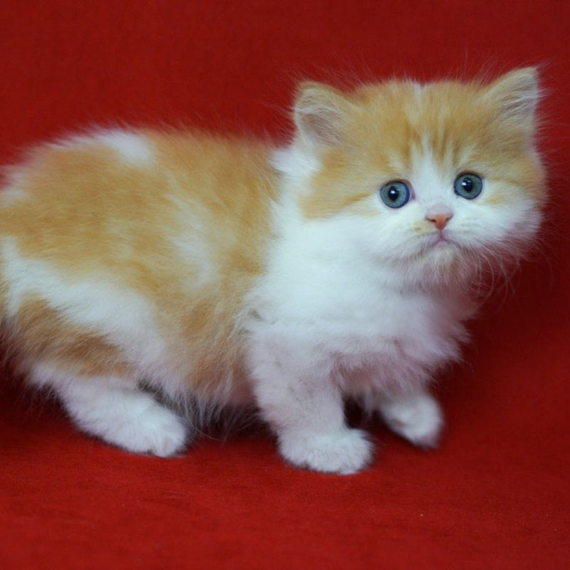 Top Top Scottish Straight male, red spotted tabby bicolour