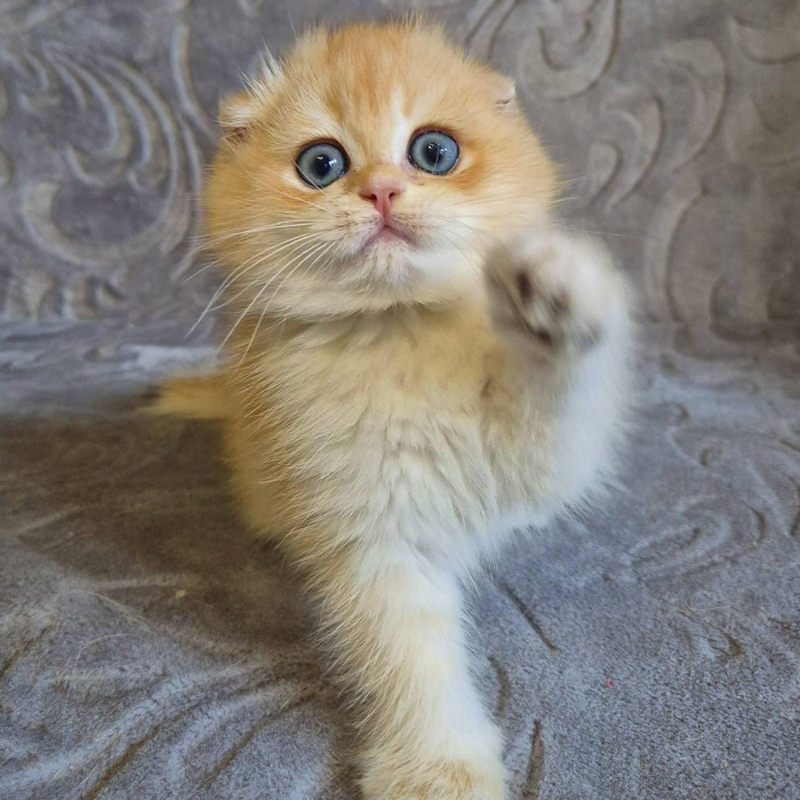 Luntik Scottish Fold male, black golden chinchilla