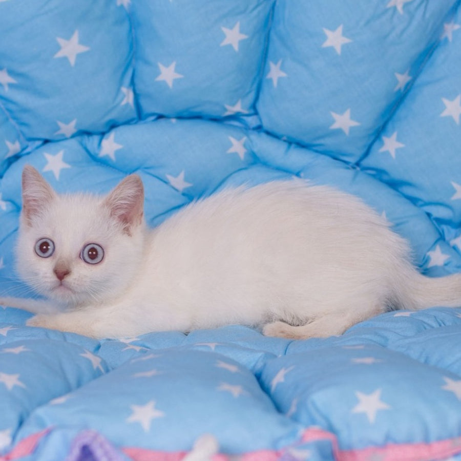 Lime British Shorthair male, fawn pointed
