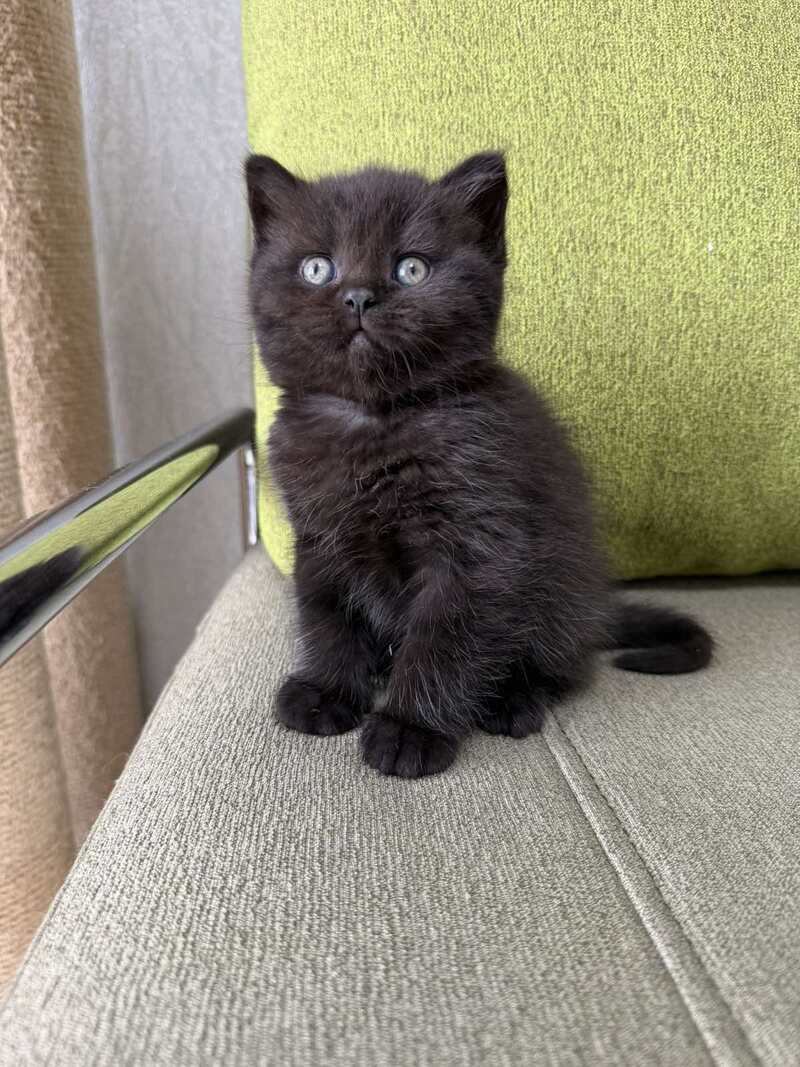 Arny Scottish Straight male black - live animals