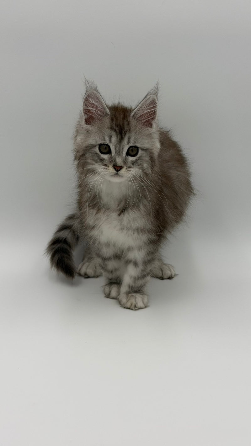 Mantra Maine Coon female, black silver spotted tabby