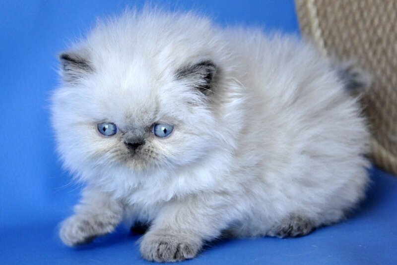 Coco Persian male, blue lynx pointed