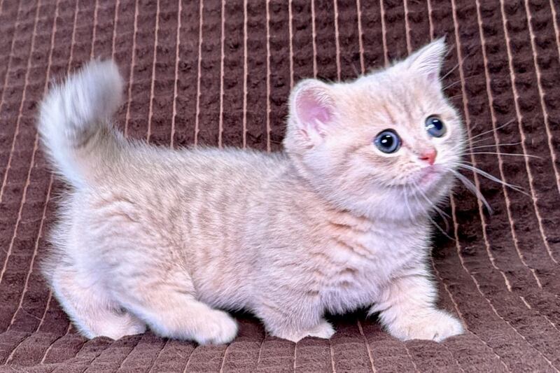 Melody Munchkin female, blue golden spotted tabby