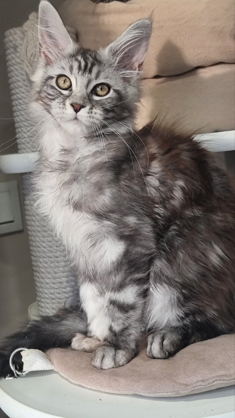 Clinta Maine Coon female black silver tabby - live animals