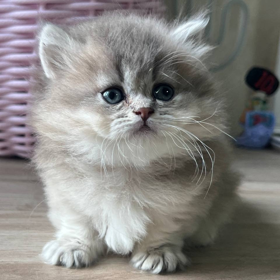 Patrisia Munchkin female, blue golden shaded