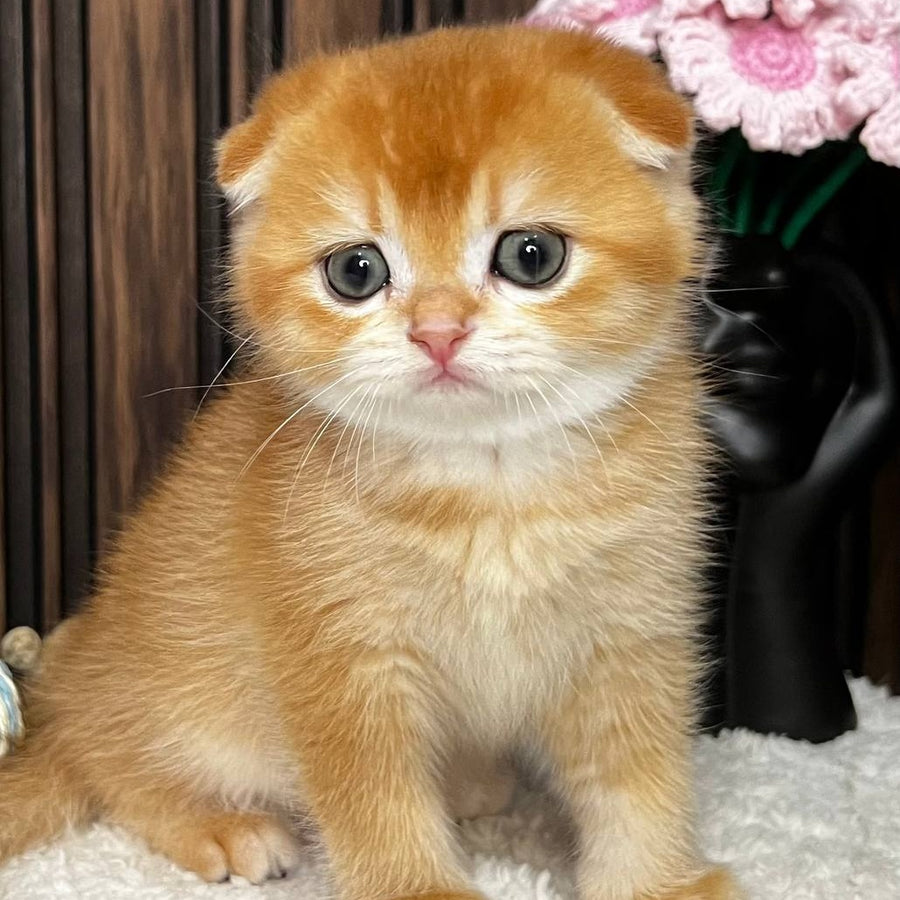 Nefertiti Scottish Fold female, black golden chinchilla