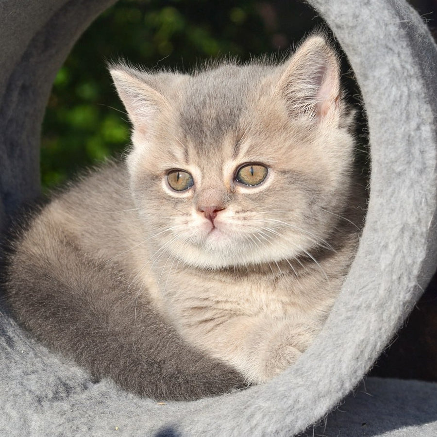 Fifa Scottish Straight female, blue golden ticked tabby
